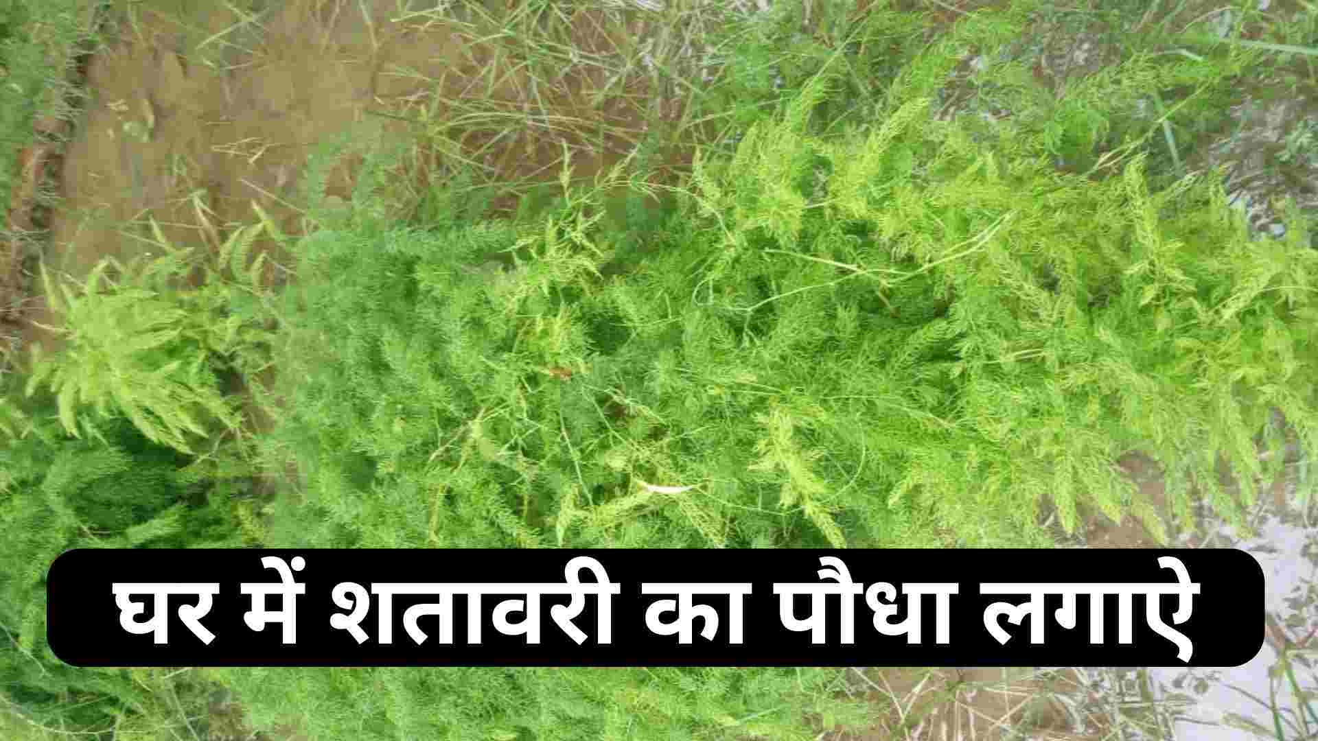 घर में शतावरी का पौधा लगाऐ